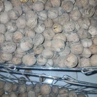 گردو امسالی مغز سفید وپر|خوردنی و آشامیدنی|مشهد, امیرآباد|دیوار