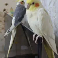 جفت عروس هلندی مولد