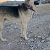 سگ پژدر|سگ|سنقر, |دیوار