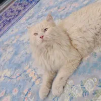 گربه پرشین|گربه|دوگنبدان, |دیوار