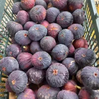 انجیر شیرین مطابق عکس بسیارشیرین