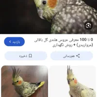 عروس هلندی گل باقالی گمشده
