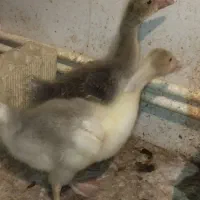 جوجه غاز محلی