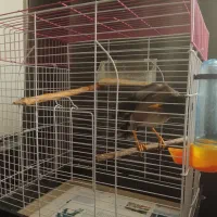 مرغ‌مینا با قفس