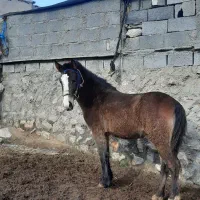 اسب مادیان ۳سال