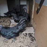 آیام سمانی ،بالغ و جوجه