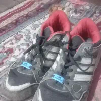 دو جفت کفش مردانه یک جفت زنانه|کیف، کفش، کمربند|تربت‌حیدریه, داروپخش|دیوار