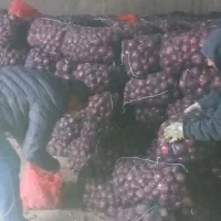 تامین پیاز قرمزوطلائی لوکس بناب برای صادرات|عمده‌فروشی|بناب, |دیوار