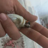 پرنده سهره چونه خطی|پرنده|اردبیل, |دیوار