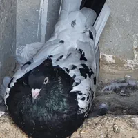یک جفت کله سار ،الماسی و کله سیاه