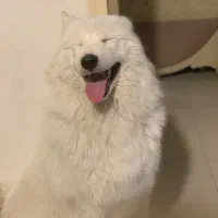 واگذاری فوری سامویید|سگ|کرج, کمال‌شهر|دیوار