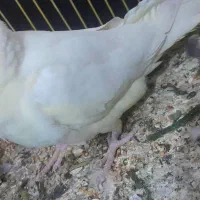 دو جفت عروس هلندی|پرنده|خرمشهر, |دیوار