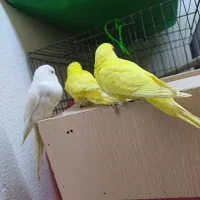 مرغ عشق هلندی فول بادی گرید A|پرنده|شاهینشهر, شهرک گلدیس|دیوار