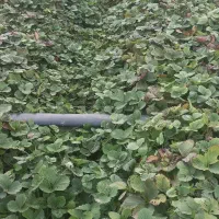 نهال توت فرنگی|گل و گیاه طبیعی|مزرعه کتول, |دیوار