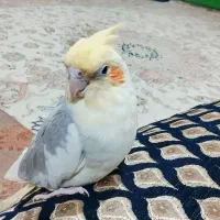 عروس هلندی|پرنده|نیمروز, |دیوار