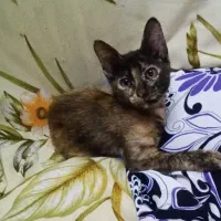 واگذاری گربه نیمه پرشین