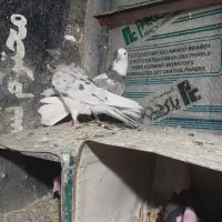 هما‌سرور(شازده)