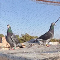 مسافتی|حیوانات|بیرجند, |دیوار