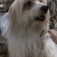 واگذاری سگ|سگ|بندرعباس, |دیوار