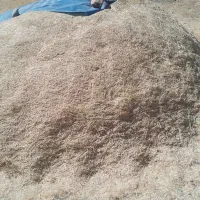 کاه گندم دیم