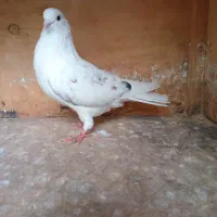 کبوتر سفید منشی|پرنده|رشت, کوی جام جم|دیوار