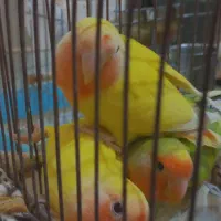 طوطی کوتوله برزیلی