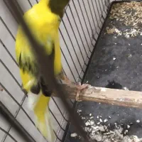 قناری|پرنده|کارون, |دیوار