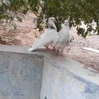 کفتر طوقی. و کیلومتری جوجه|پرنده|اردکان, |دیوار