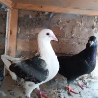 کبوتر