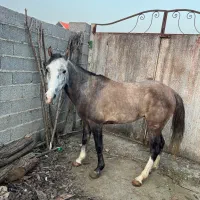 فروشنده اسب هر اسبی که بخاید موجود هست