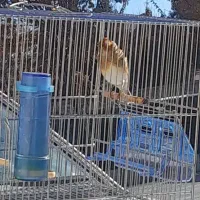 سره قناری وسینه سرخ قناری ۶دانگ