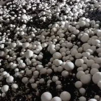 فروش قارچ دکمه ای