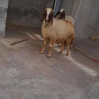 بره ماده سنجابی