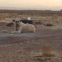 سگ ماده|سگ|فامنین, |دیوار