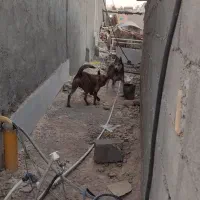 هاسکی وژرمن