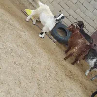 بز‌نر‌‌‌‌‌شیرکان|حیوانات مزرعه|همدان, |دیوار