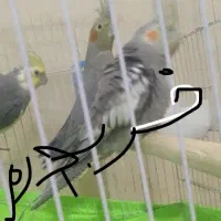 عروس