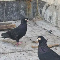 کبوتر صرب|پرنده|شیراز, اکبر آباد|دیوار