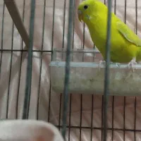 مرغ عشق ماده آماده به تخم