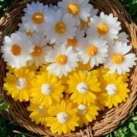 بابونه|صنایع دستی و سایر لوازم تزئینی|شاهین‌شهر, الهیه|دیوار