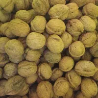 فروش گردوی جنگلی صدرصد طبیعی|خوردنی و آشامیدنی|چوبر, |دیوار