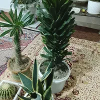 گل خانگی|گل و گیاه طبیعی|اردبیل, |دیوار