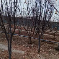 درخت میوه|گل و گیاه طبیعی|رباط‌کریم, انجم آباد|دیوار