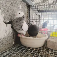 فروش چند جفت طوقی عطیقه درجه یک