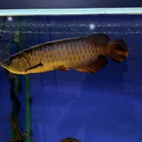 آروانا گلدن های بک.