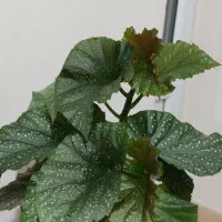 گل بگونیا خالدار|گل و گیاه طبیعی|زنجان, |دیوار