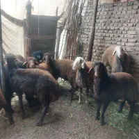 بره نر ‌خانگی|حیوانات مزرعه|گرگان, |دیوار