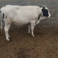 گوساله پرواری برای عید قربان