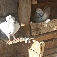 چند عدد کبوتر|پرنده|چمران, |دیوار