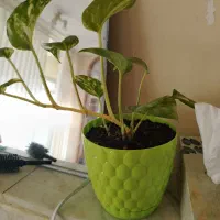 گل لوبیا (پتوس)|گل و گیاه طبیعی|نجفآباد, امام خمینی|دیوار